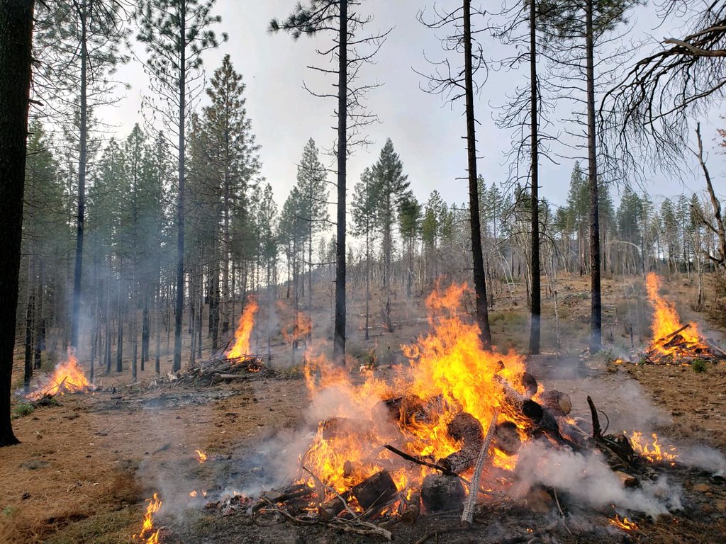 Burn piles at the Boggs demonstration state forest