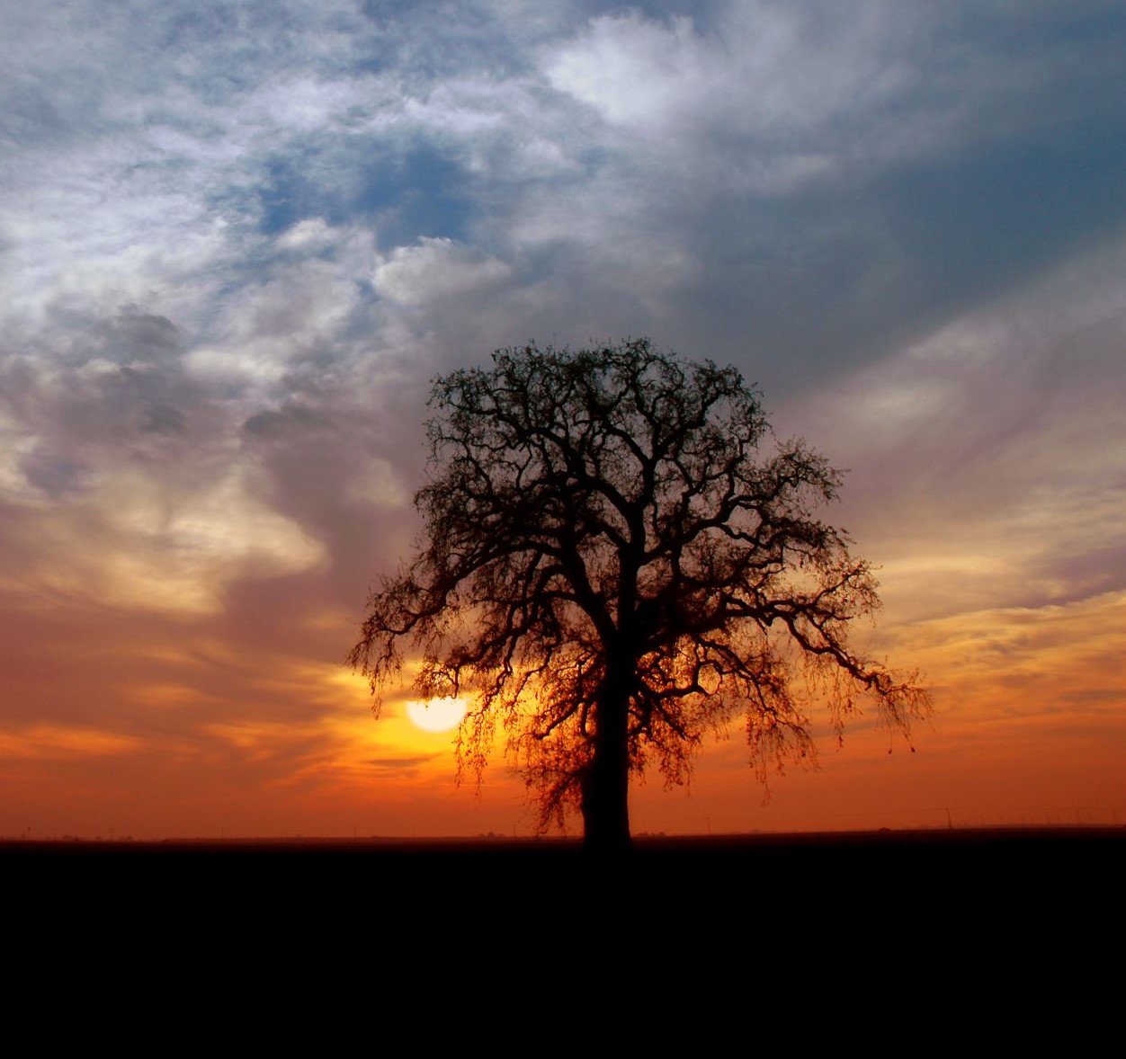 A dead oak is framed by the sunset