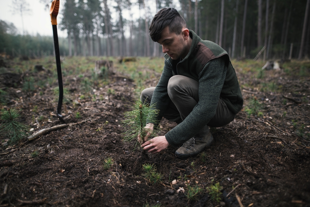 A forester plants a tree sappling