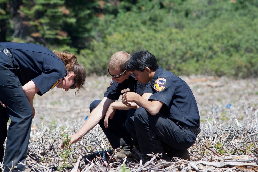 3 CAL FIRE employees inspect a sapling at the LaTour Demonstation state forest