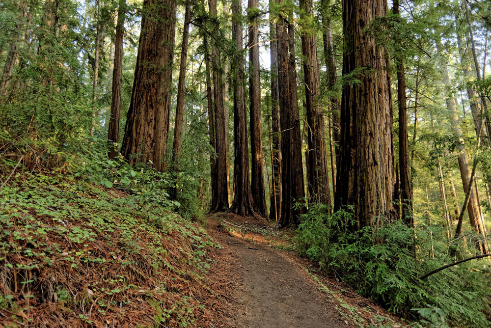 A path surrounded by redwood trees