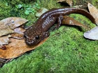 A observing a salamander as part of research at the Soquel Demonstration Forest