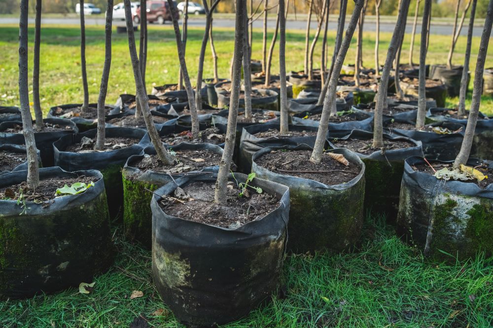 A group of trees ready to be planted
