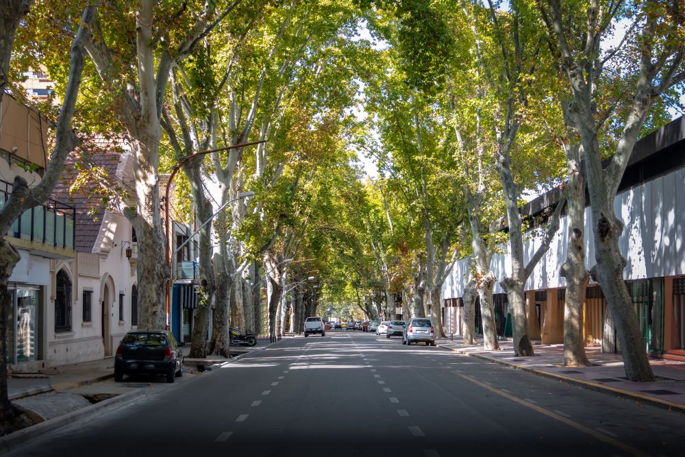 A tree lined neighborhood street