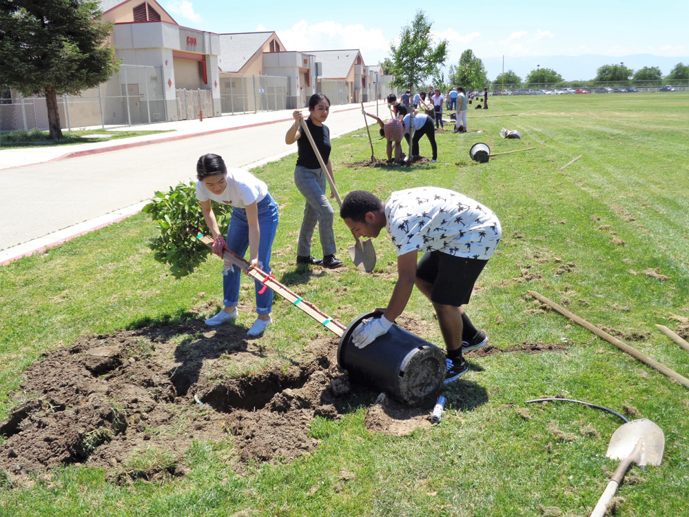 UCF Grants - Tree planting