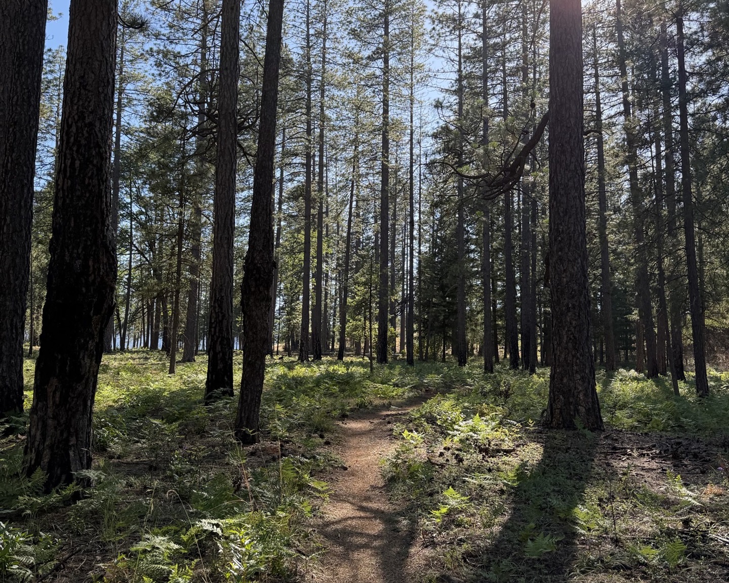 A stand of trees in the Boggs Mountain Demonstration State Forest
