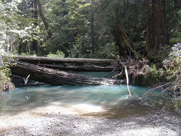 Trees over a stream at Jackson Demonstration Forest