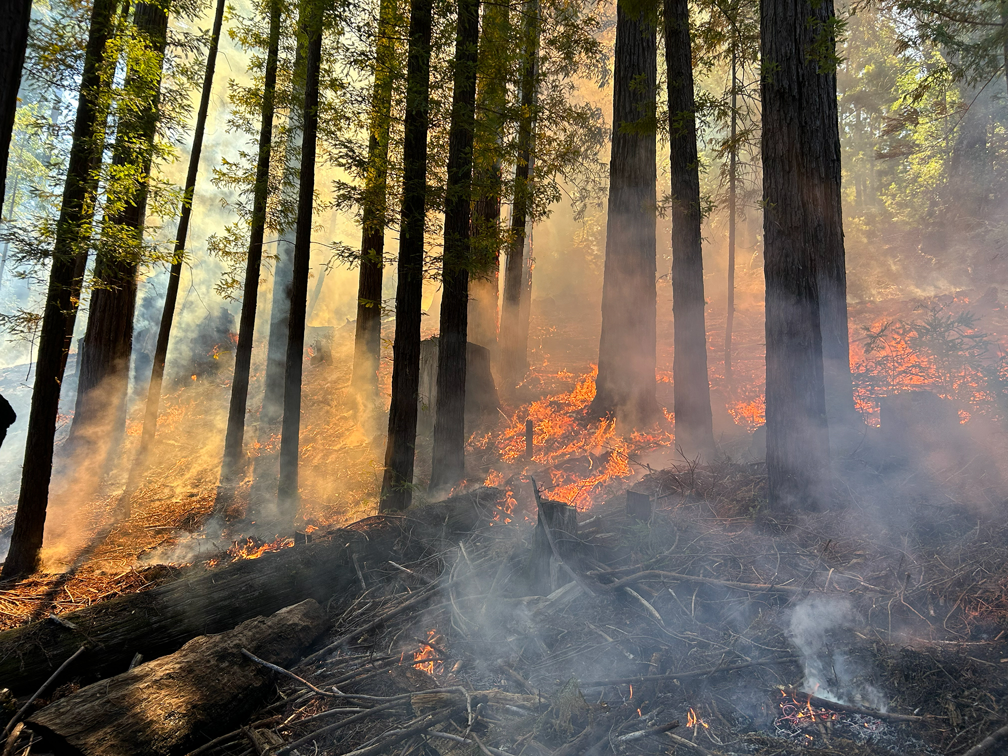 Image of a low and controlled prescribed fire across the forest floor