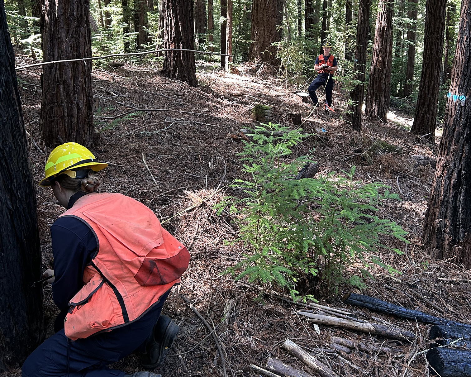 Image of Forestry Aides conducting inventory in the forest near a coast redwood sprout