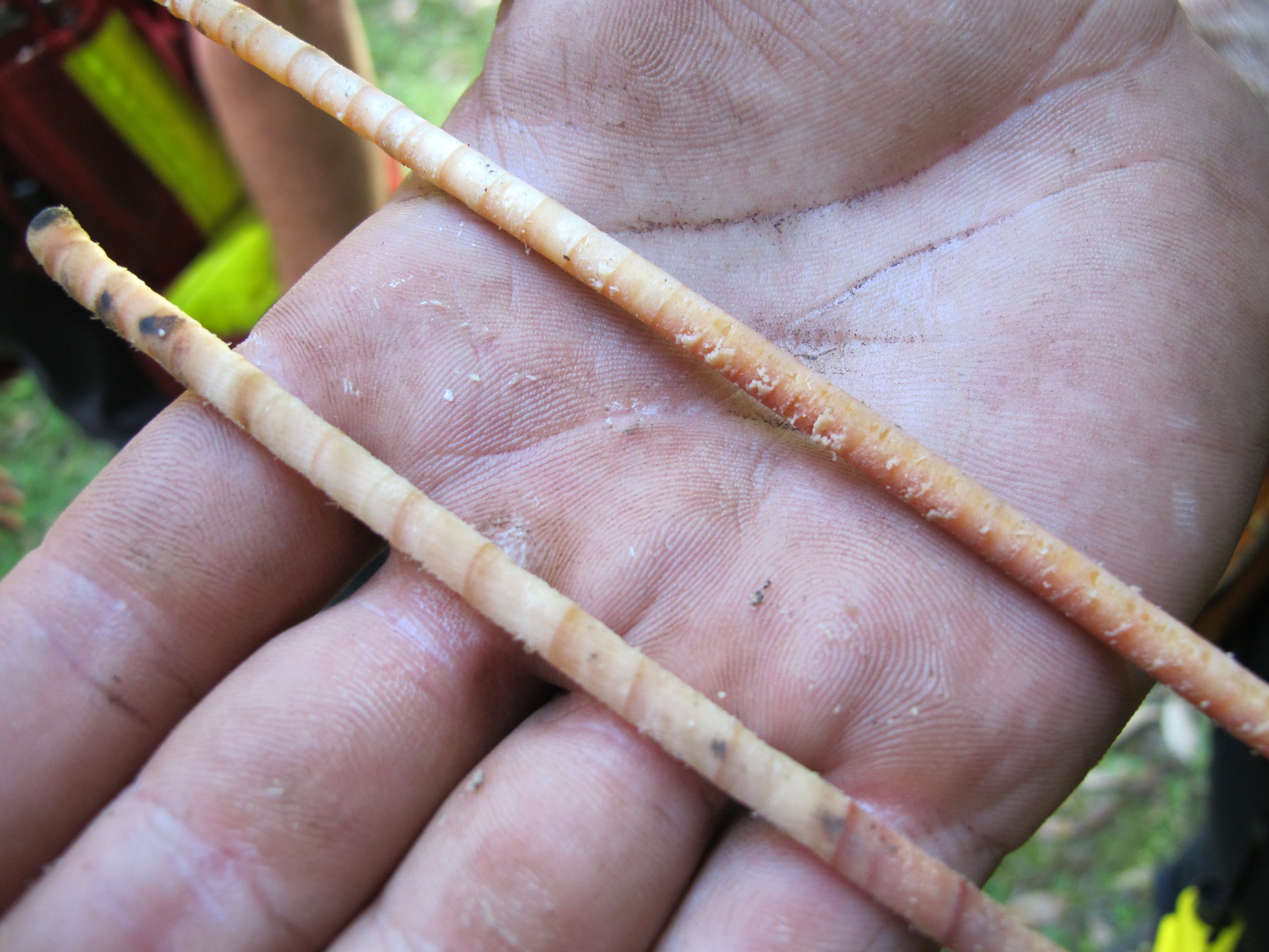 Image of tree core samples held in hand