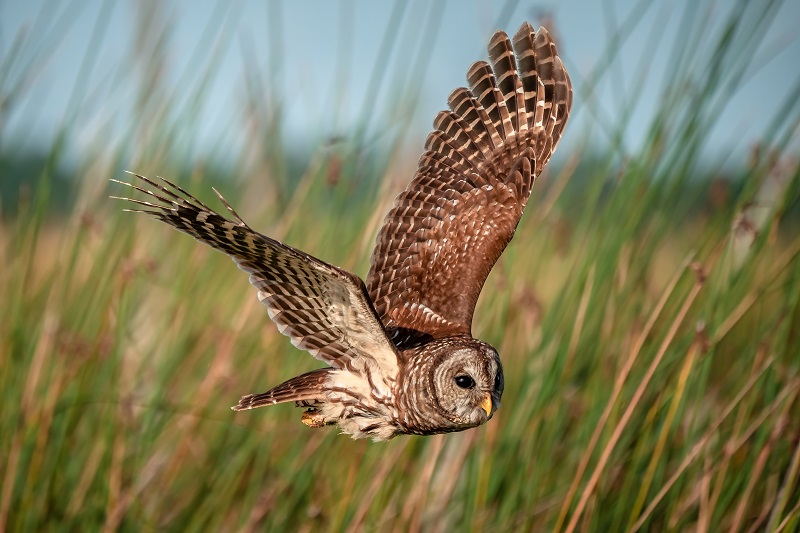 Spotted Owl