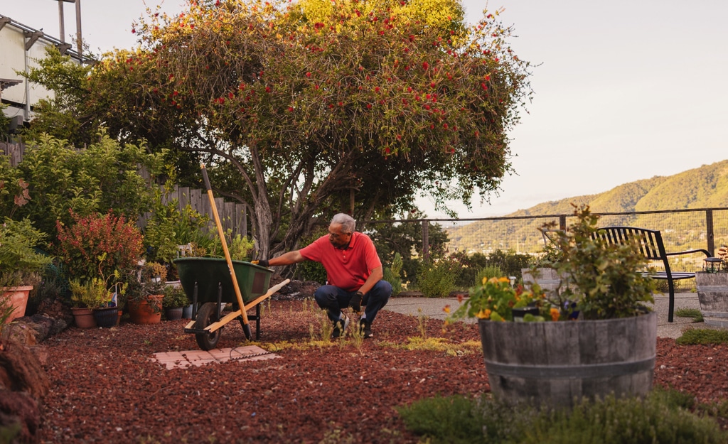 Prepare plants garden
